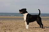 STAFFIE 270